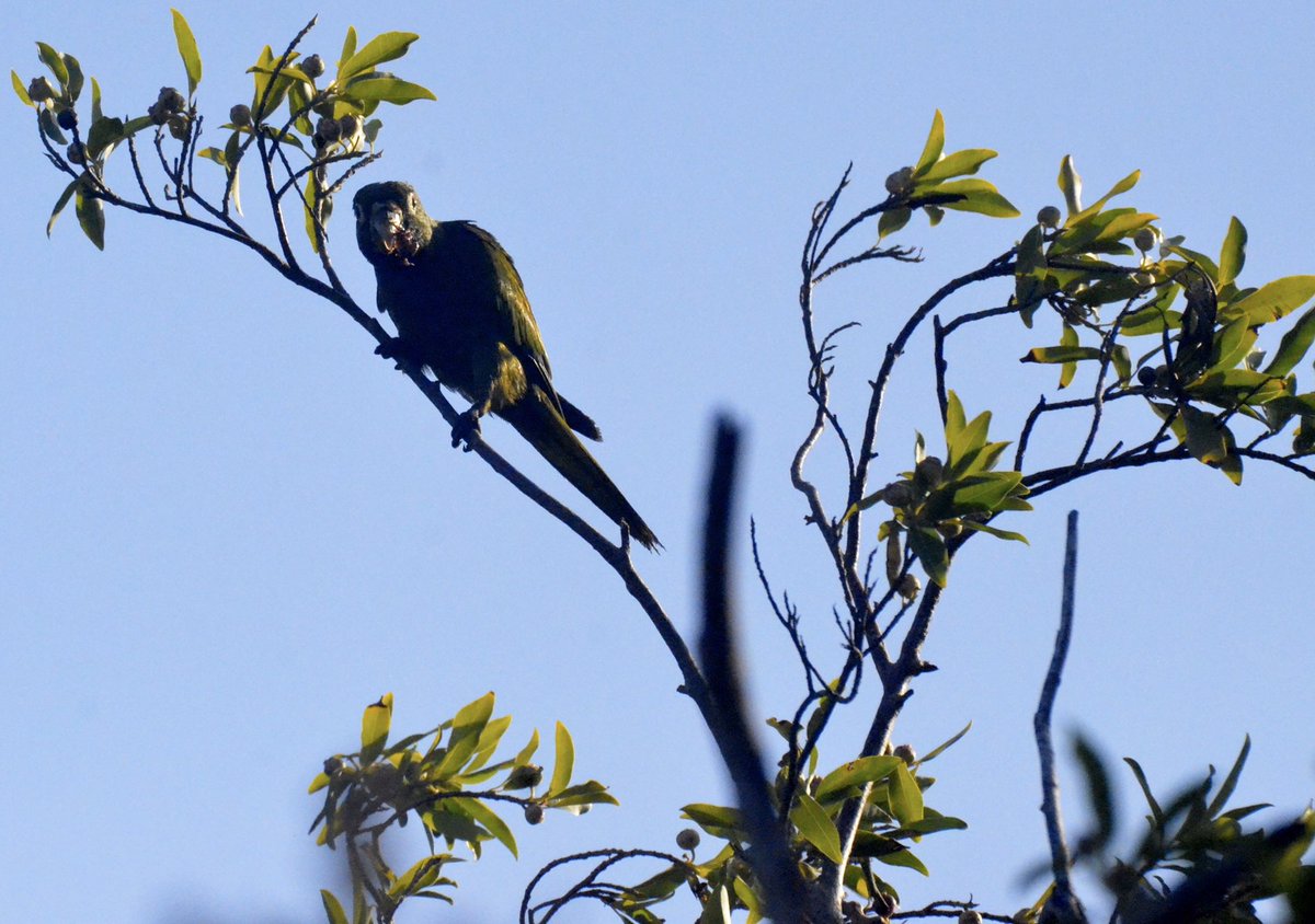 MaaxBeto's tweet photo. Loro (sorprendido con la boca llena), Ardilla Gris, Coati y Oriol.
#PrefieroLaSelva
#Pajareando
#EnElOjoDelMono
#nom059
#caribemaya
#Xamanha
#SelvameDelMalo
#TrenMaya https://t.co/zTFRGmVR8b