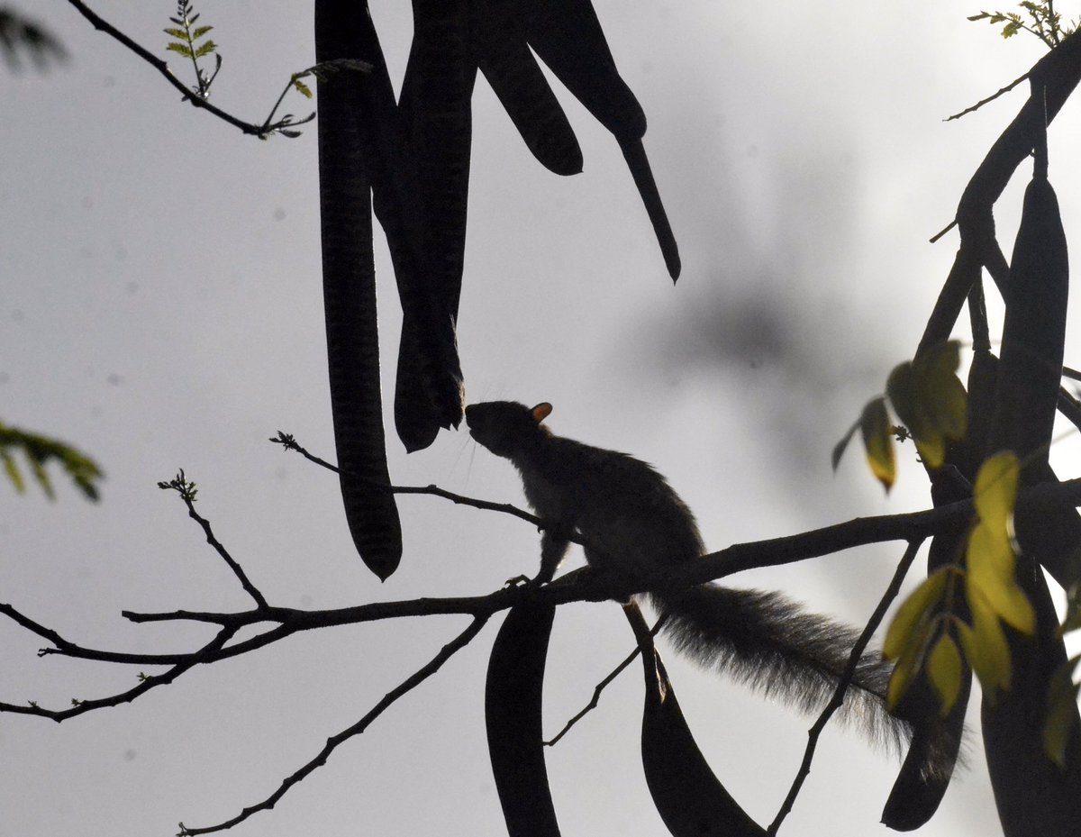 MaaxBeto's tweet photo. Loro (sorprendido con la boca llena), Ardilla Gris, Coati y Oriol.
#PrefieroLaSelva
#Pajareando
#EnElOjoDelMono
#nom059
#caribemaya
#Xamanha
#SelvameDelMalo
#TrenMaya https://t.co/zTFRGmVR8b