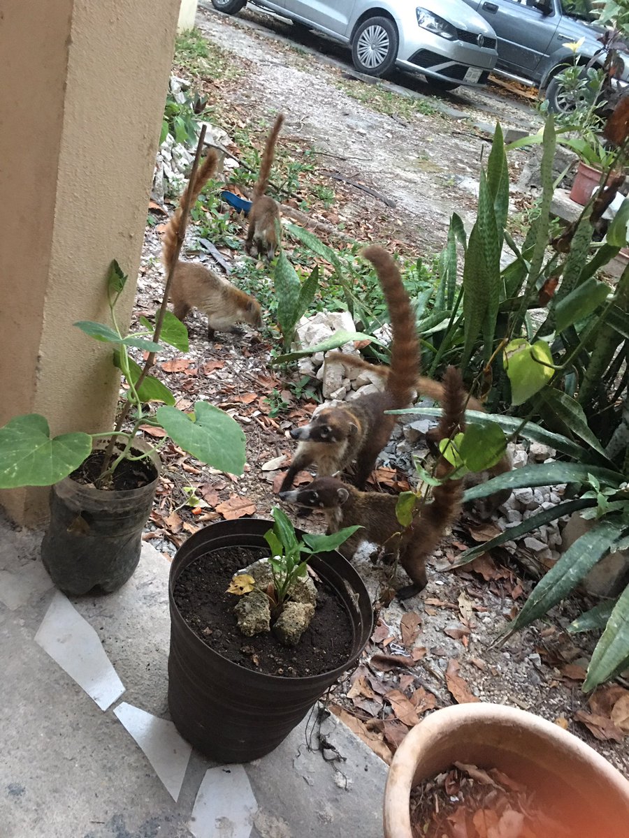 MaaxBeto's tweet photo. Loro (sorprendido con la boca llena), Ardilla Gris, Coati y Oriol.
#PrefieroLaSelva
#Pajareando
#EnElOjoDelMono
#nom059
#caribemaya
#Xamanha
#SelvameDelMalo
#TrenMaya https://t.co/zTFRGmVR8b
