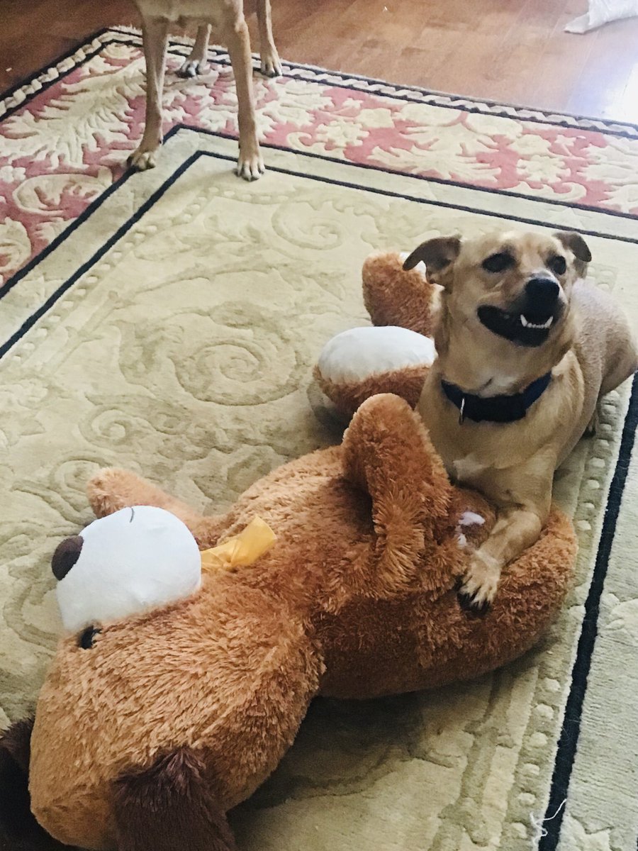 FunFuriends tweet picture