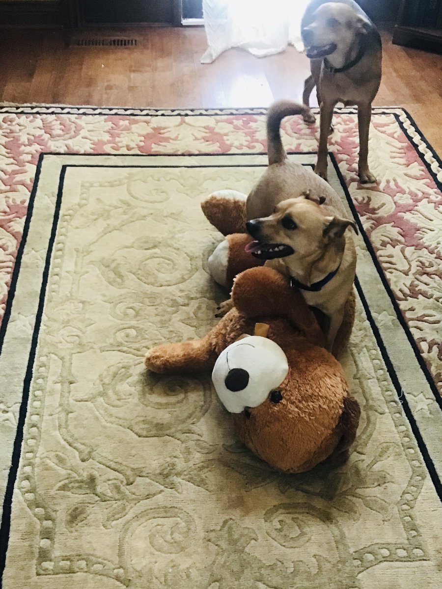 FunFuriends tweet picture