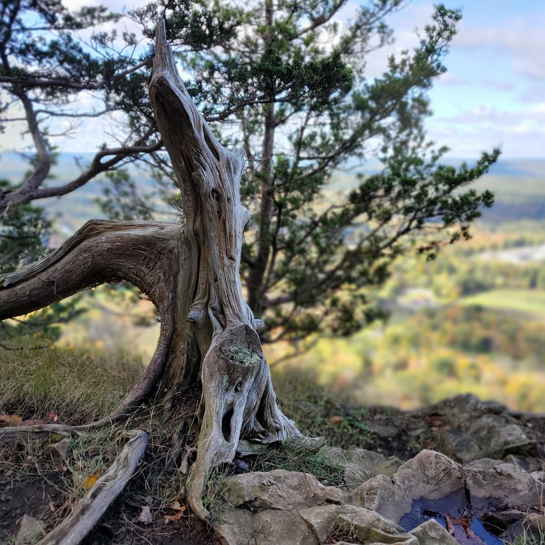 HeubleinTower's tweet photo. What a great photo from @fairygodmotherdeb. We're always amazed at the discoveries found at the Heublein Tower. Remember to share your trip up with #talcottmountain and #heubleintower https://t.co/fcnO9eKPPV