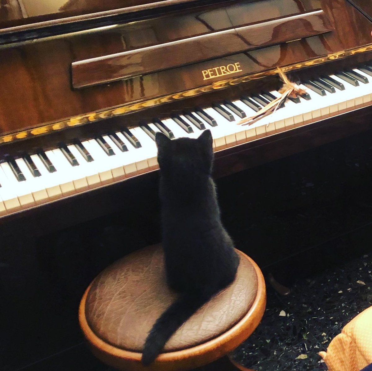 santafeopera's tweet photo. Presenting...OTELLO! #OperaCats #Caturday #Gatto
📷 by a.victoria_pitts https://t.co/lYXOSLactX