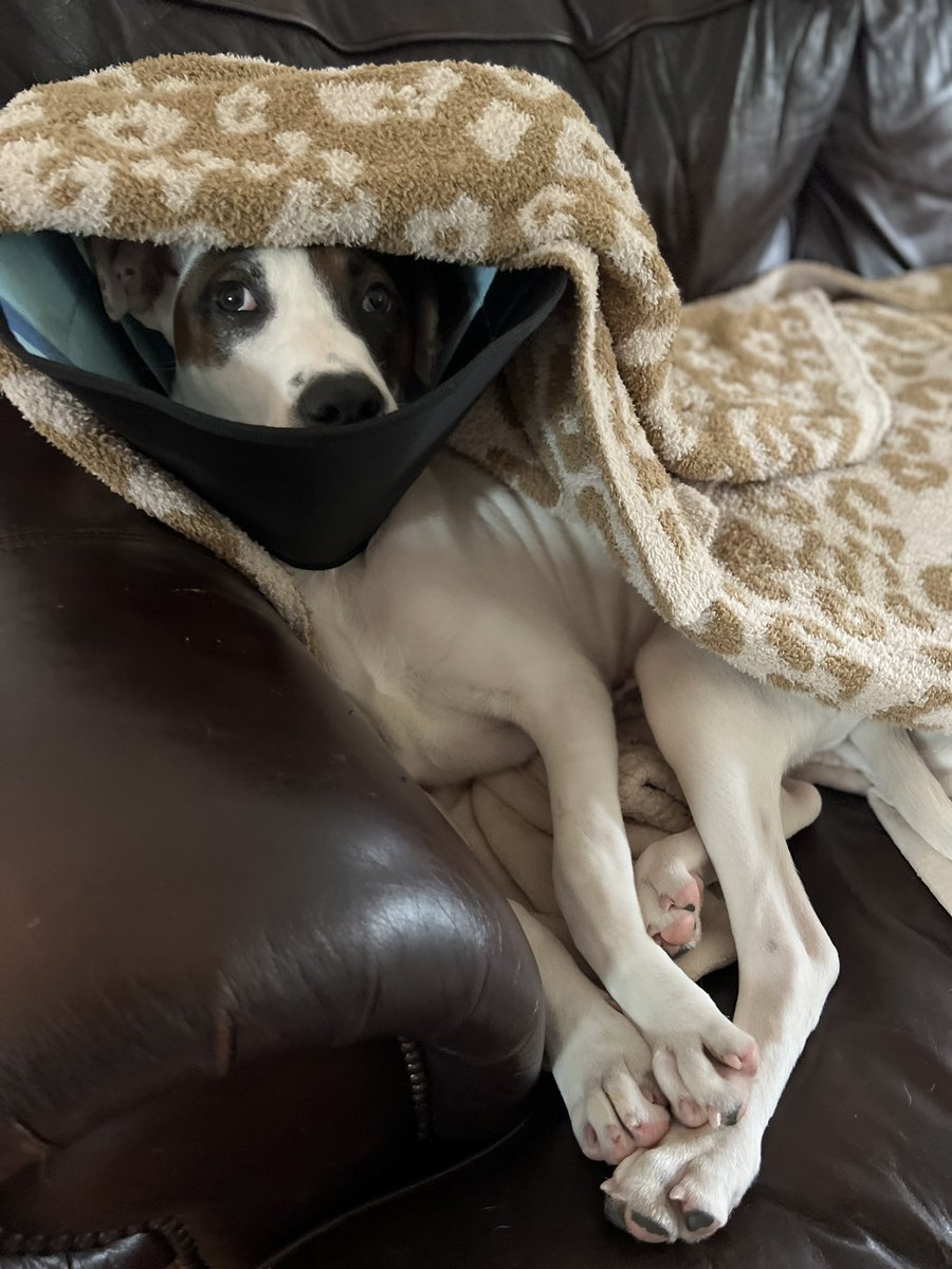 JerryRicePup's tweet photo. same energy, eh @darth? https://t.co/bOv0QqtKtZ