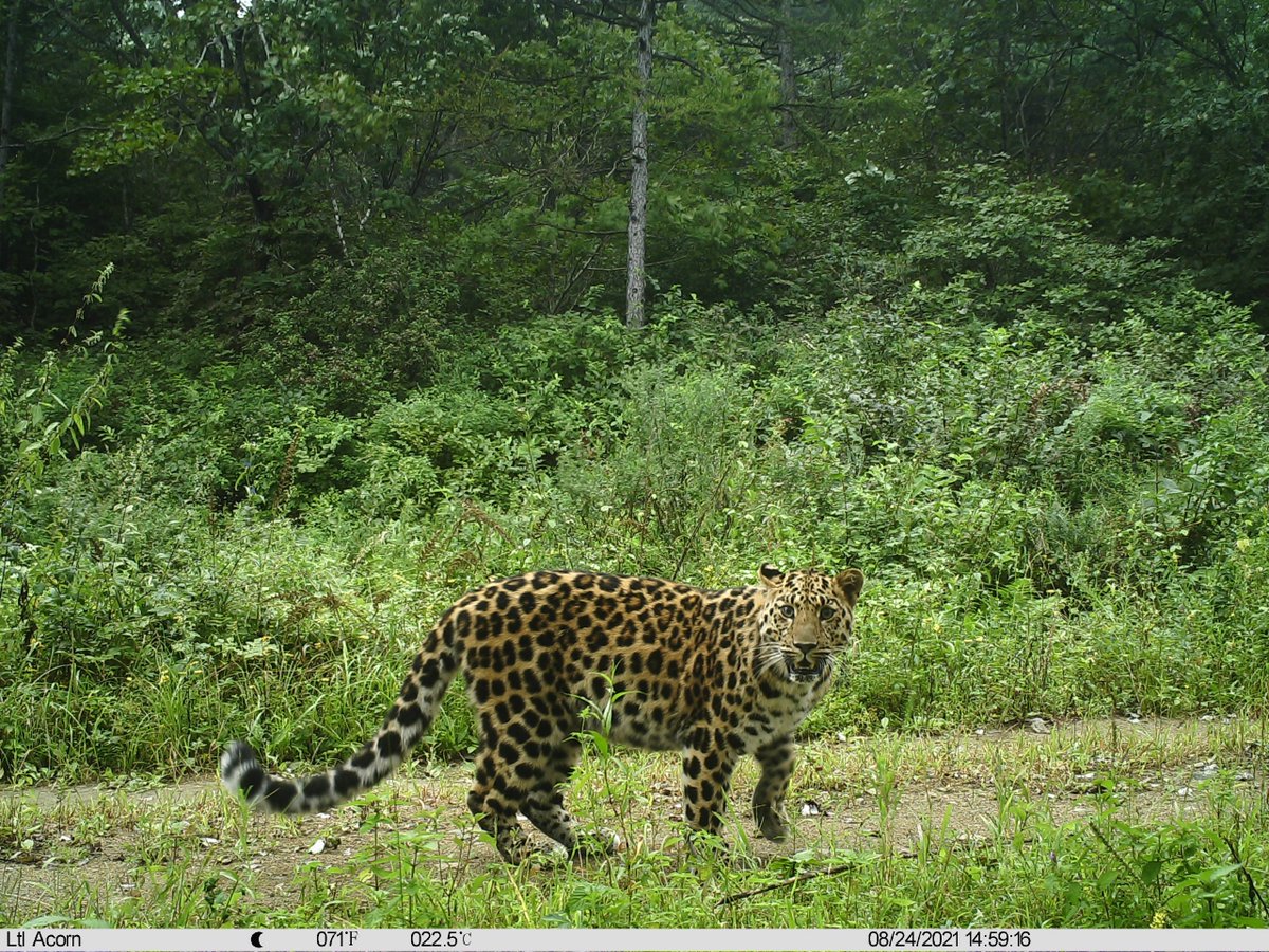 ConserveWildCat's tweet photo. The largest tiger and leopard reserve in the world, 50% larger than Yellowstone National Park in America, is seeing growing Amur tiger and leopard numbers. But can you guess where this park is?
.
https://t.co/uxfLsAC9n1
.
📸 @TheWCS 2021
.
#amurtiger #amurleopard #nationalpark https://t.co/F7Esg1c9dS