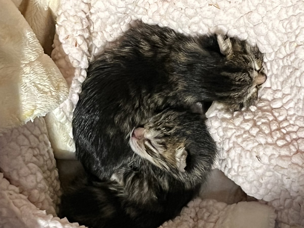 CVARescue's tweet photo. It's baby season! We have already taken in over 40 baby animals including several kittens. Please help support these babies at https://t.co/OmR4QUefbu! #kittens #babyanimals #animalrescue #GiveBIG https://t.co/iykzg4kMhC