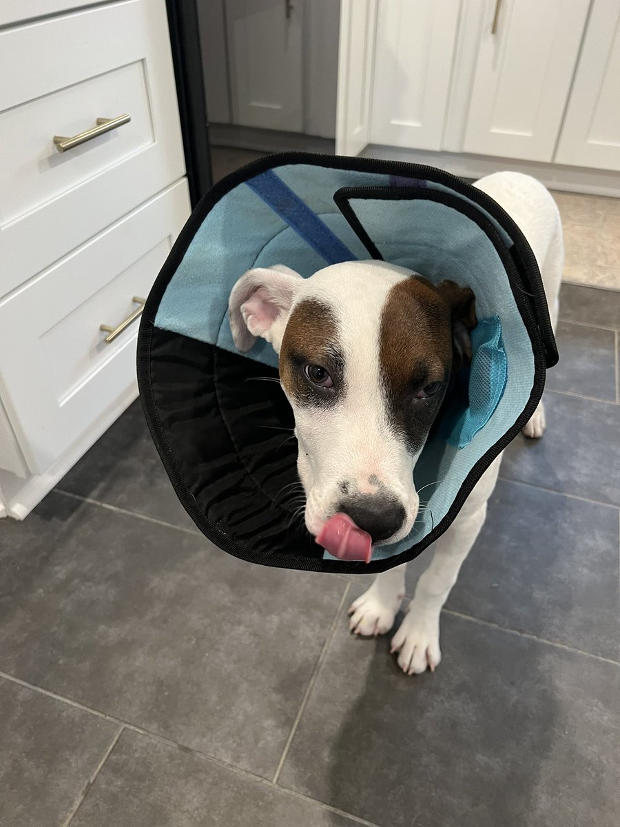 JerryRicePup's tweet photo. when you’re having a hard time getting comfortable. https://t.co/7PMHZMPqES