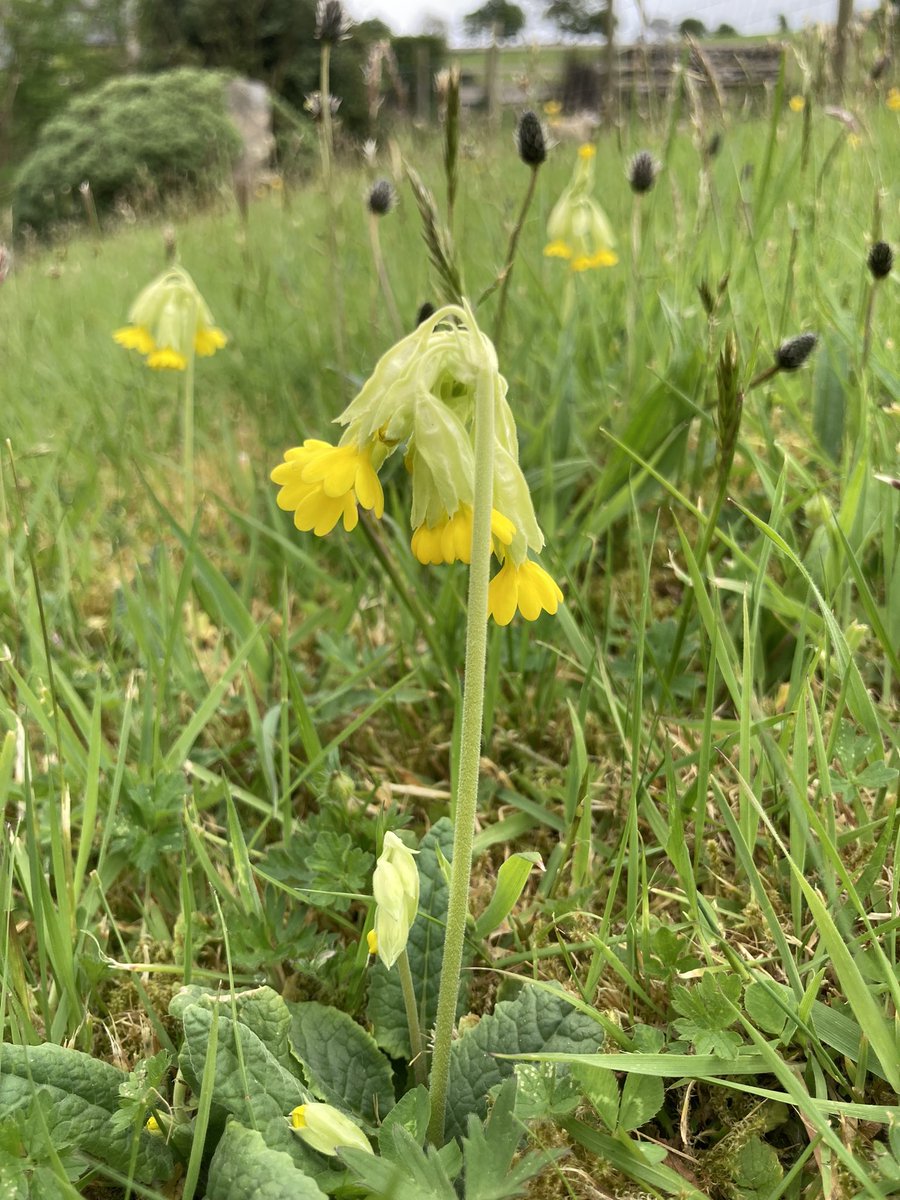 One of the great joys of ‘No Mow May’ and turning your lawn into a mini-meadow. Please forget ‘tidyness’ and let your garden go wild for wildlife.