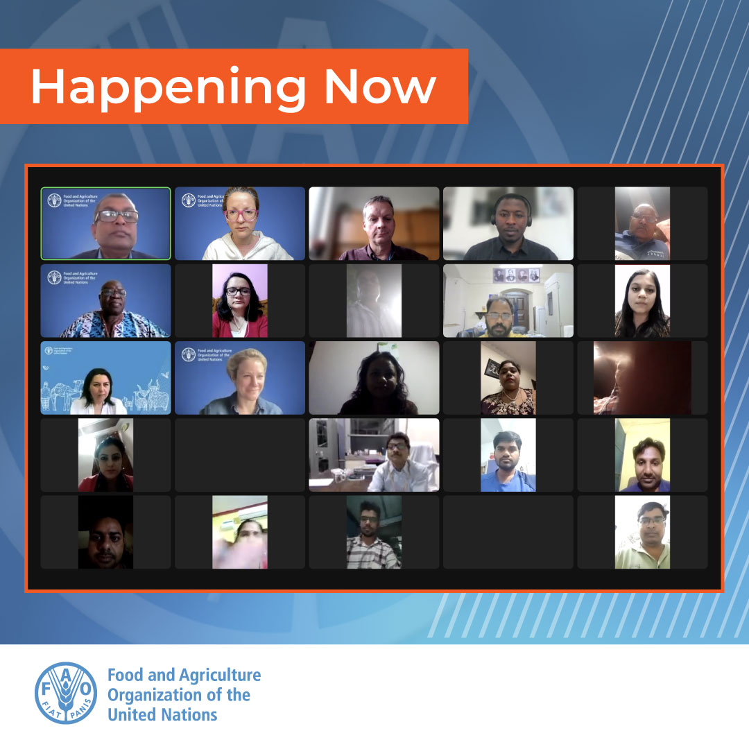 #HappeningNow | Experts from <a href="/FAO/">Food and Agriculture Organization</a> &amp; IAEA lead a workshop on PPR diagnosis in the field &amp; lab to improve the diagnostic capabilities in India. More than 250 participants joined the event, part of a joint effort with the Indian Vet Association &amp; <a href="/iaeaorg/">IAEA - International Atomic Energy Agency ⚛️</a>.

🐑bit.ly/3LTHKnK