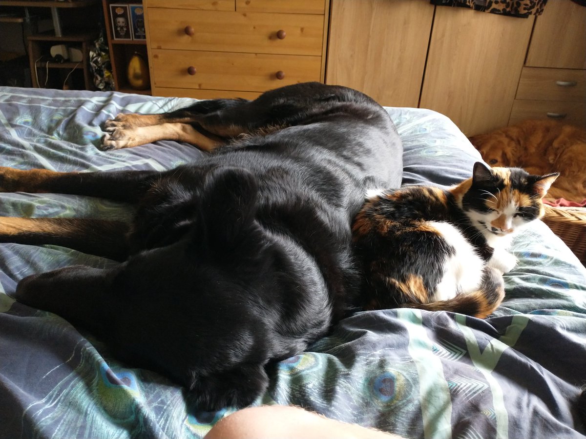 Niall_Jon's tweet photo. Glad I was able to catch this, she never cuddles with either of the dogs https://t.co/yXQEunaoGO
