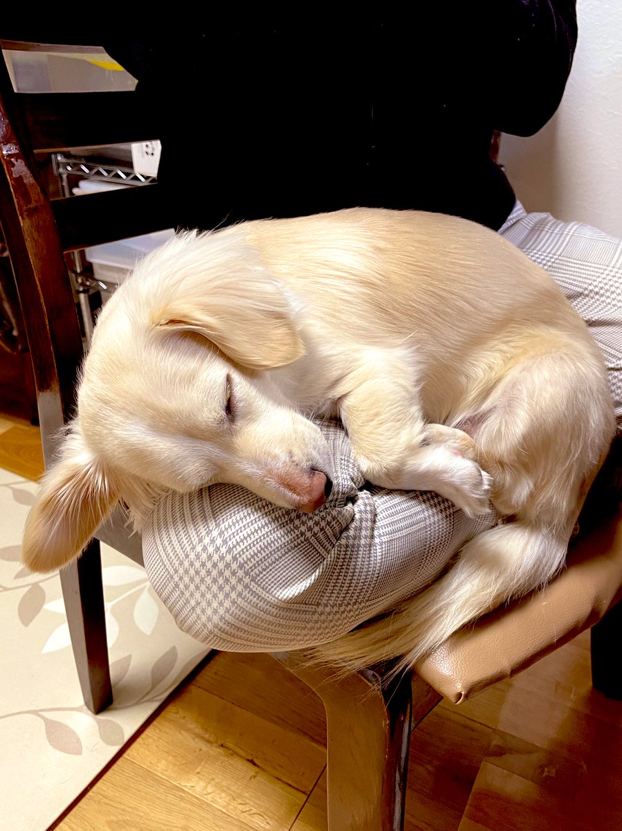 ミックス犬が安い理由は 病気のリスクや健康面が良くないの ワンコと一緒にハッピーライフ