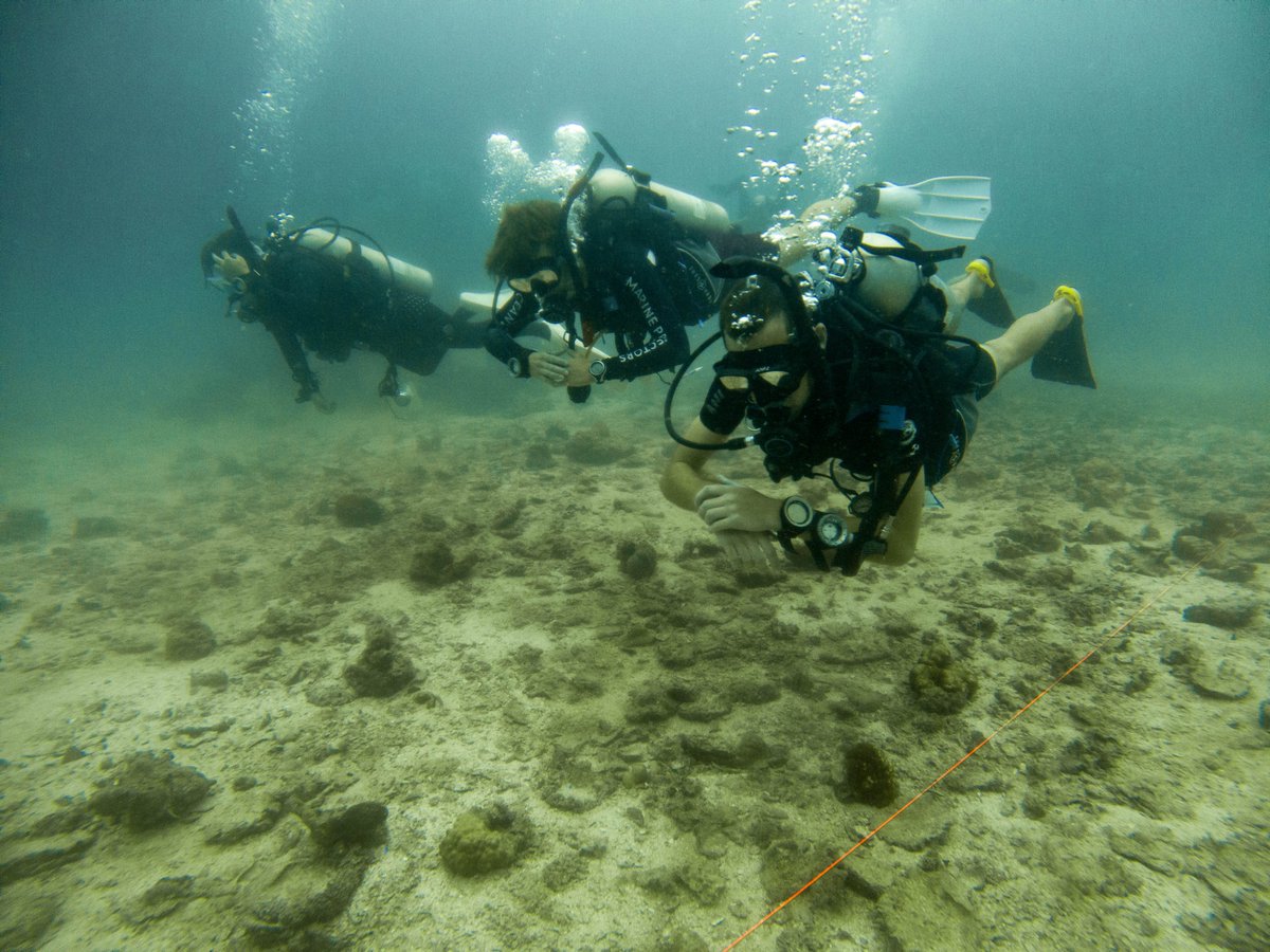 GoProIDCKohTao's tweet photo. Today our @PADI #divemaster candidates have been out for their Search & Recovery Scenarios.
Based on information they gathered they planned out and executed both an U-Pattern & a Jackstay Pattern.
Come and join us:
https://t.co/OpB4NDpdzi
#idckohtao #divingcourse #scubadiving https://t.co/fyVVvfYAUK