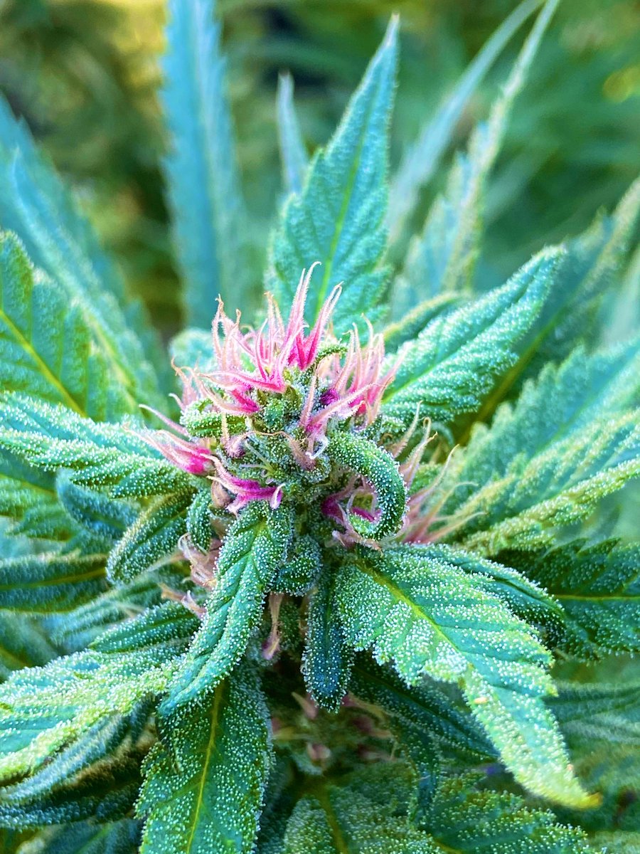 RoDaRoSé tweet media