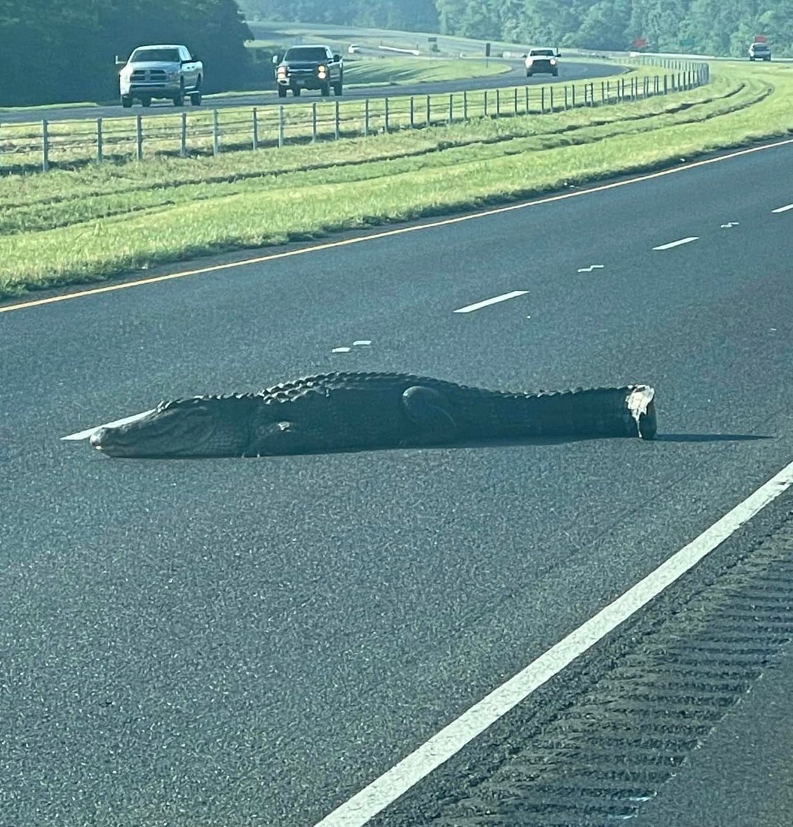ONLY IN THE SOUTH: Soooooo I-49 S close to the DeSoto/Natchitoches Parish line is blocked right now because this 13-foot alligator decided this was a good spot to sunbathe... 😳😳

bit.ly/3vQ8qjO