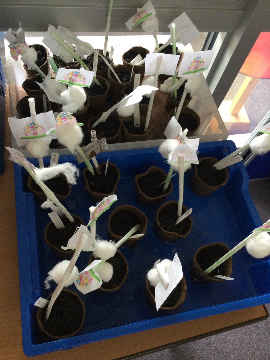 Miss Sweet tweet media