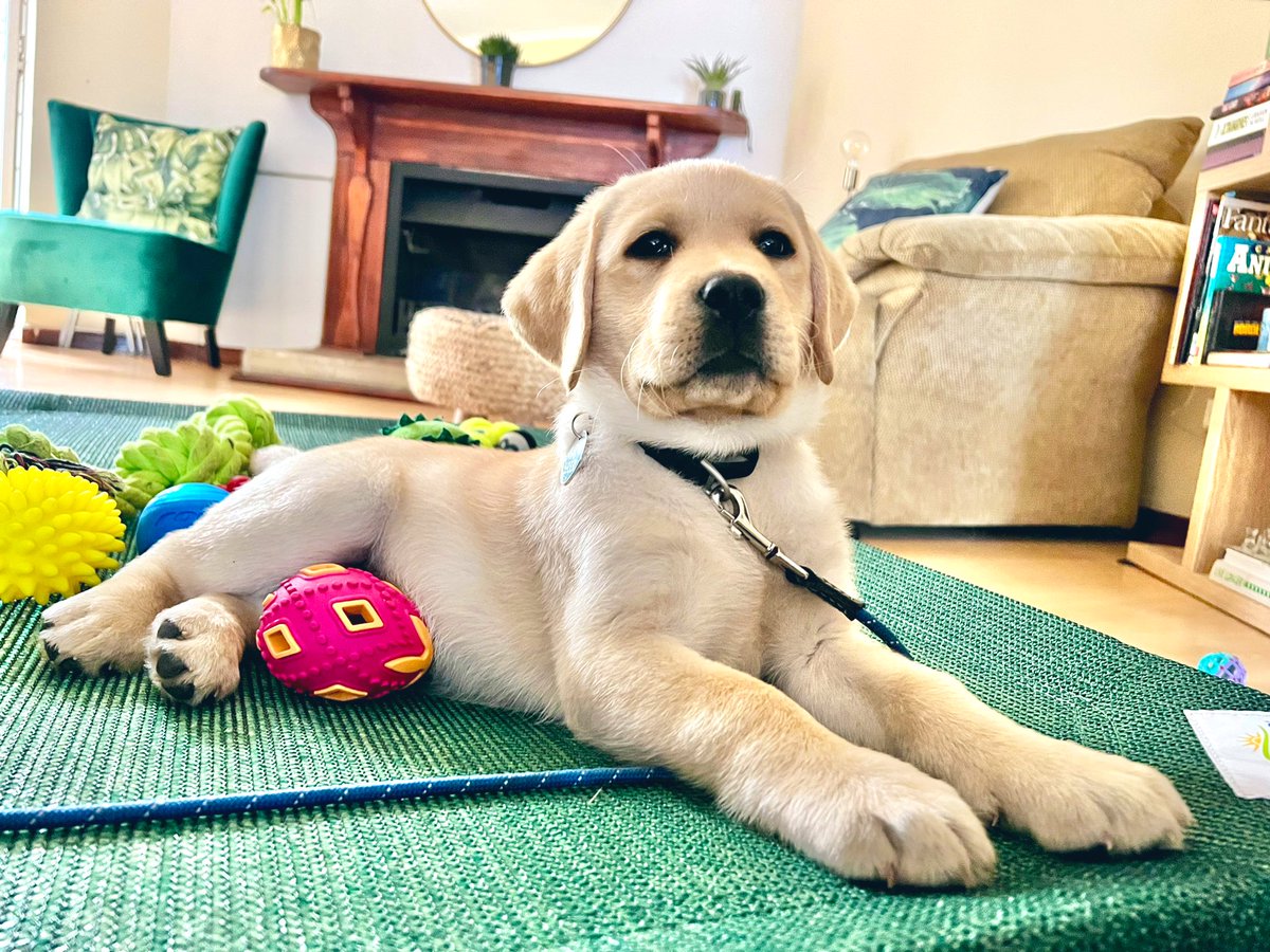 KaijuTrainerNix's tweet photo. He'll soon insist on being called sir.
Kaiju, 9 weeks.
#dog #dogs #puppy #DogsofTwittter #LabradorRetriever #coolaroo #Rogz https://t.co/bwNHsyPyOo