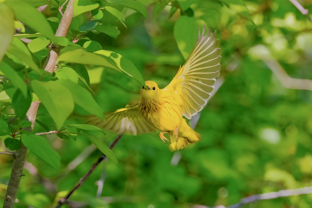 Yellow warbler showing off its amazing wingspan in Central Park Loch, NYC. (5/5/22) #TwitterNatureCommunity #BirdsSeenIn2022 #birdwatching #birdmigration #wildlifephotography #NaturePhotography #birdcpp