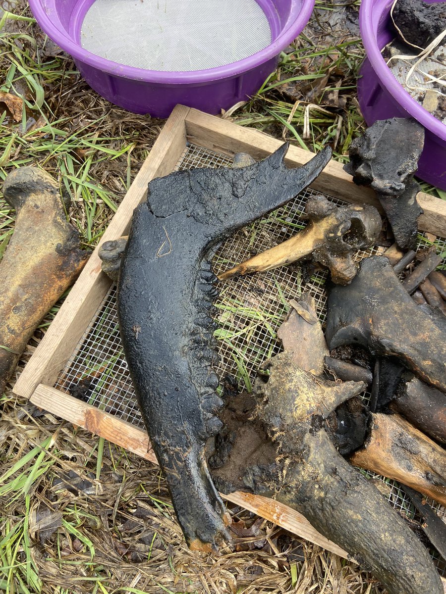 Dr_CrocoGator's tweet photo. Happy #FossilFriday! I spent the week in the Snake River, #Minnesota, fishing up bones w/ @TheMammothSite &amp; @BisonCOE. Finding a lot of #bison but other stuff too like fox, frog &amp; turtle! All about 4,000-5,500 years old, so cool!

@sciencemuseummn https://t.co/VT7zKjMA3G