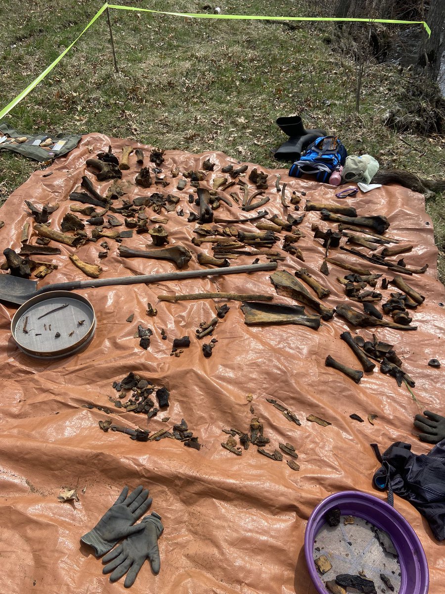 Dr_CrocoGator's tweet photo. Happy #FossilFriday! I spent the week in the Snake River, #Minnesota, fishing up bones w/ @TheMammothSite &amp; @BisonCOE. Finding a lot of #bison but other stuff too like fox, frog &amp; turtle! All about 4,000-5,500 years old, so cool!

@sciencemuseummn https://t.co/VT7zKjMA3G