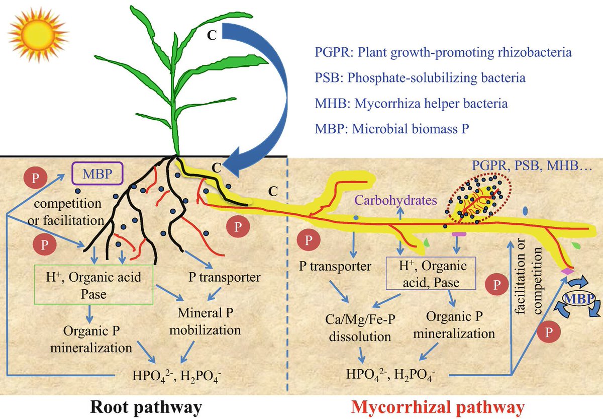 PLANTS AND FUNGI-MUTUALLY BENEFICIAL RELATIONSHIPS
 A bare field can't support beneficial fungi. Planting a #CoverCrop gives soil 'armor.' Plants supply #RootExudates for fungi in exchange for nutrients. To learn the benefits of #BeneficialFungi contact STBiologicals.com 👈