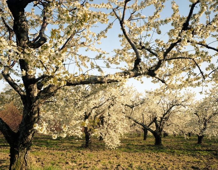 TheCHPF's tweet photo. May’s hashtag party is celebrating trees - #ArchivesTrees! #ArchivesHashtagParty
Image: "Photo of white flowering trees" by #georgehunter photographer. Niagara-on-the-Lake, ON
#photographyarchive #canadianarchives #canadianphotographer #thechpf https://t.co/T59e5VkkK9