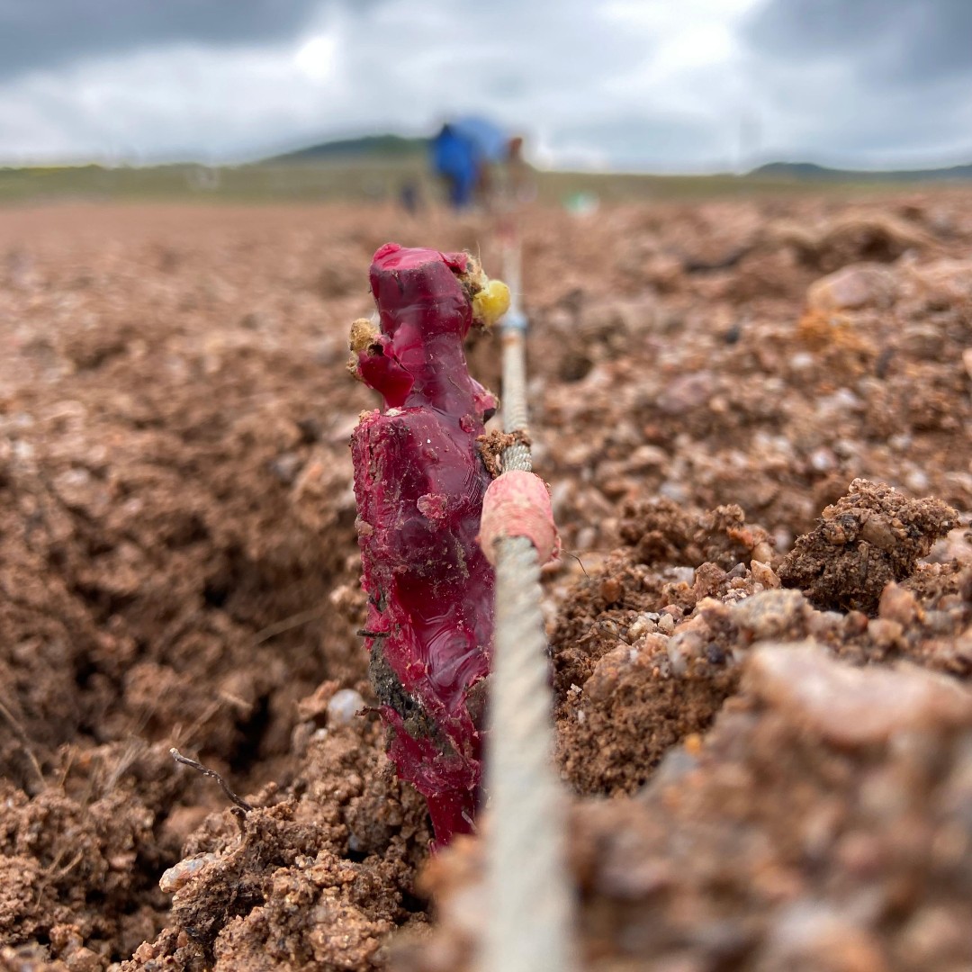 cmv1732's tweet photo. The soil is ready: time to plant our mass selection shoots. It's all about precision and straight lines as the vines are planted every 1m10 following rows spaced 90cm apart, i.e. 10,000 vines per hectare! Since everything is done by hand, fortunately the plots are small! 🤪 https://t.co/pb7BIXWkw4