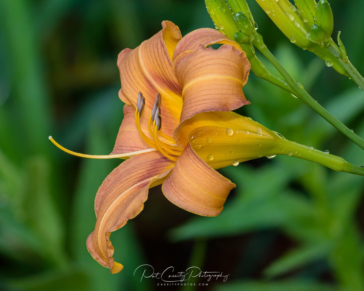 cassity_pat's tweet photo. After the rain, this year's first day lily! #photography #nature #NaturePhotography #photooftheday #Macro #LILY #daylily https://t.co/FdSROtna7o
