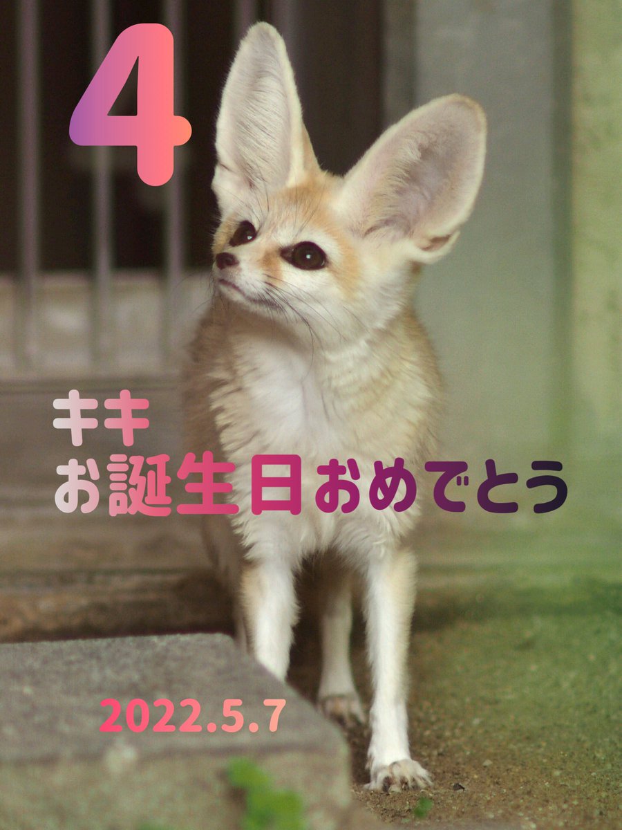 myao53's tweet photo. #fenecfox #フェネック
#higashiyamazooandbotanicalgardens #東山動植物園 #キキ #オールドレンズ
#イヌ科最小動物
#happybirthday https://t.co/NFtiEwD2nZ