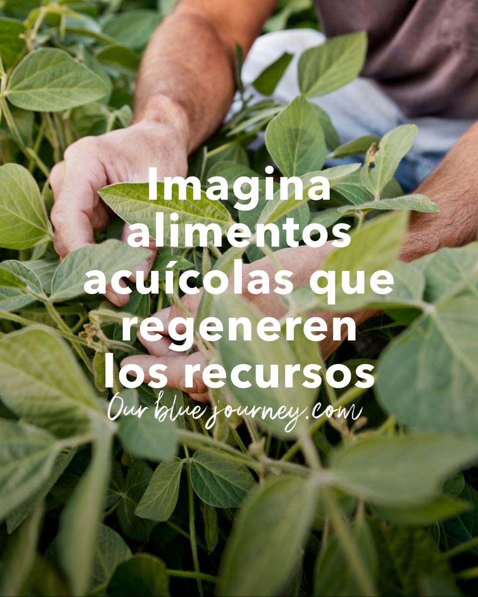 𝗜𝗺𝗮𝗴𝗶𝗻𝗮 𝗮𝗹𝗶𝗺𝗲𝗻𝘁𝗼𝘀 𝗮𝗰𝘂í𝗰𝗼𝗹𝗮𝘀 𝗾𝘂𝗲 𝗴𝗲𝗻𝗲𝗿𝗲𝗻 𝗹𝗼𝘀 𝗿𝗲𝗰𝘂𝗿𝘀𝗼𝘀

Los alimentos acuáticos actuales contienen alrededor de un 80 % de ingredientes vegetales. 

Ú𝗻𝗲𝘁𝗲 - ourbluejourney.com

#aquaculture #regenerative #sustainability