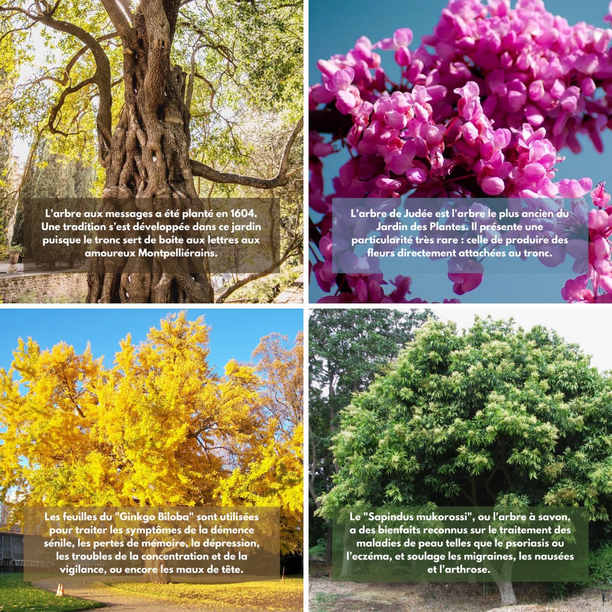 Fondationceiba's tweet photo. Focus sur les 10 arbres emblématiques du Jardin des plantes de Montpellier que notre @Fondationceiba prévoit de sauver en priorité. 🌳

#jardindesplantes #jardindesplantesdemontpellier #fondation #fondationceiba #natureenville #montpellier https://t.co/kAQYSsS6V9