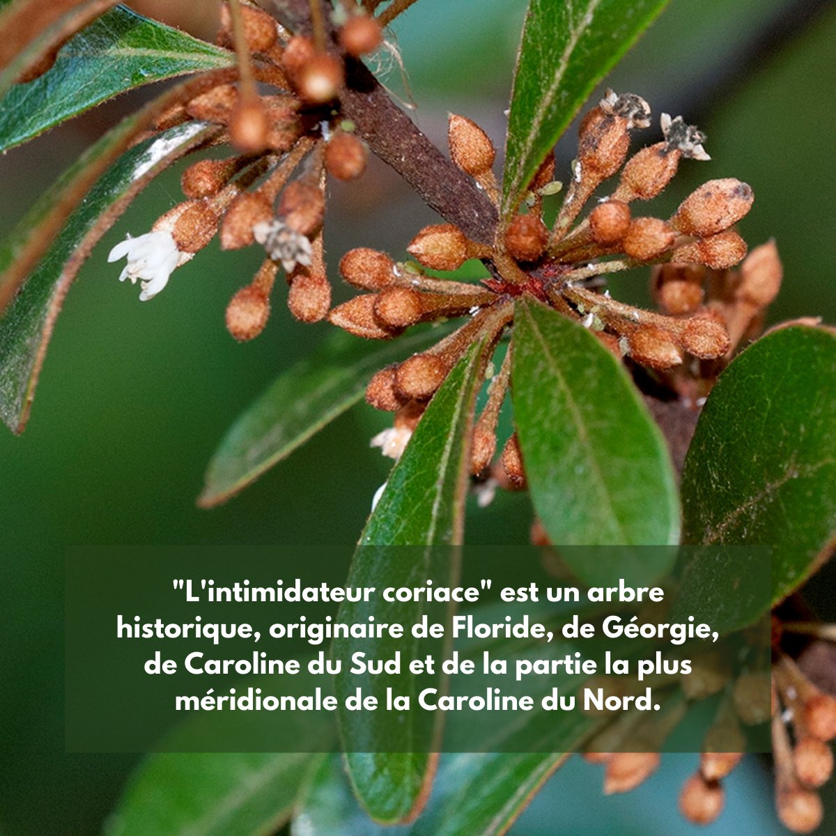 Fondationceiba's tweet photo. Focus sur les 10 arbres emblématiques du Jardin des plantes de Montpellier que notre @Fondationceiba prévoit de sauver en priorité. 🌳

#jardindesplantes #jardindesplantesdemontpellier #fondation #fondationceiba #natureenville #montpellier https://t.co/kAQYSsS6V9