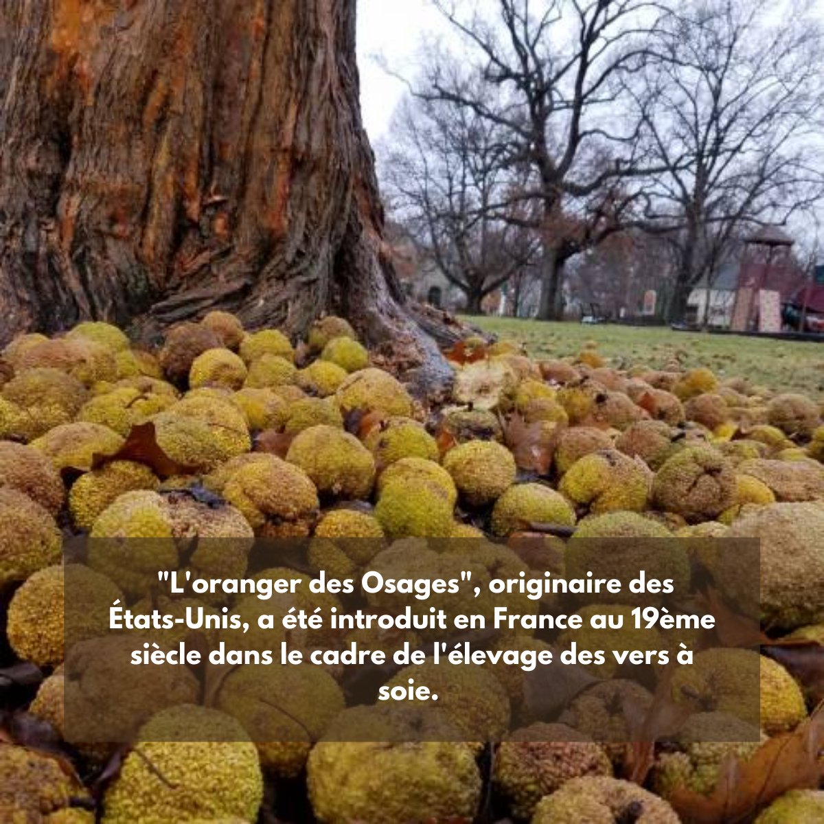 Fondationceiba's tweet photo. Focus sur les 10 arbres emblématiques du Jardin des plantes de Montpellier que notre @Fondationceiba prévoit de sauver en priorité. 🌳

#jardindesplantes #jardindesplantesdemontpellier #fondation #fondationceiba #natureenville #montpellier https://t.co/kAQYSsS6V9