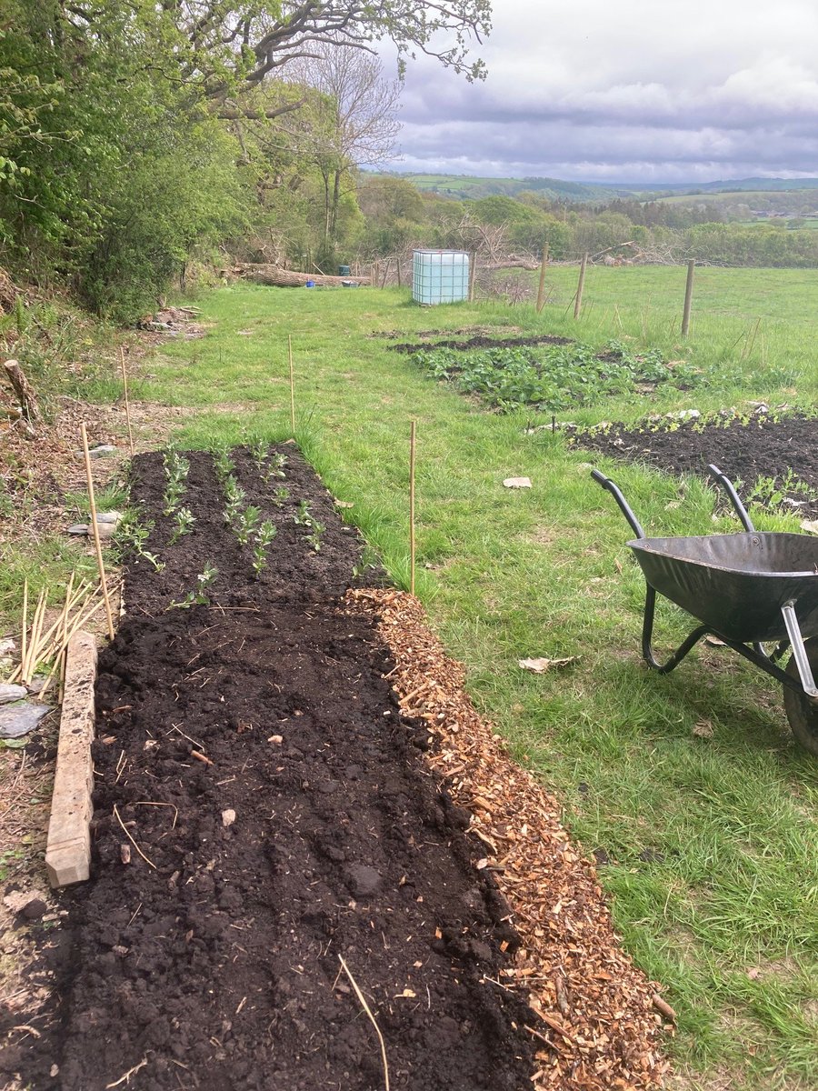 CampingCoedmor's tweet photo. @LleTyfu making some new no dig beds in the communal area, planting brassica, rosemary and sweet peas #growyourown #localfood #bwydlleol #foodresilience https://t.co/zamTtA2DpW
