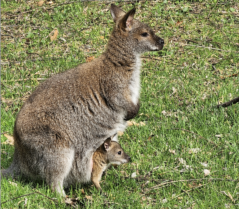 Baby on board!
Sprocket, a red-necked wallaby, has given birth to her first joey. The little one, estimated to be between 5 and 6 months old, is just starting to leave mom’s pouch for seconds at a time! Wallaby joeys can stay in their mother’s pouches up to eight months.