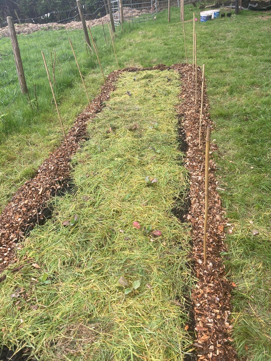 CampingCoedmor's tweet photo. @LleTyfu making some new no dig beds in the communal area, planting brassica, rosemary and sweet peas #growyourown #localfood #bwydlleol #foodresilience https://t.co/zamTtA2DpW