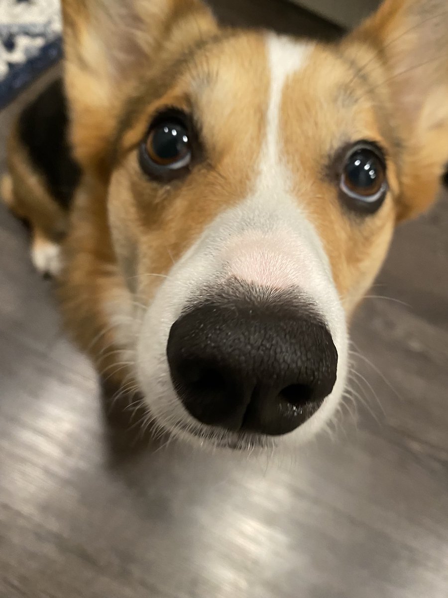 ᴘᴀᴠʟᴏᴠ ᴛʜᴇ ᴄᴏʀɢɪ tweet media