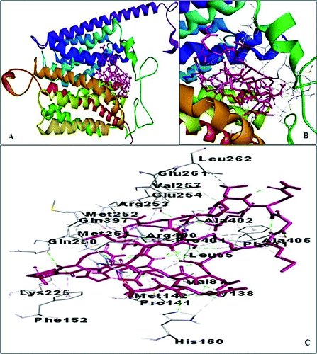 The microscopic examination proved the mode of action of BaCf3 as cell wall acting. In silico docking studies with anticancer target proved that bacteriocin BaCf3 is also a possible anticancer drug candidate. #OpenAccess #ReGENopen