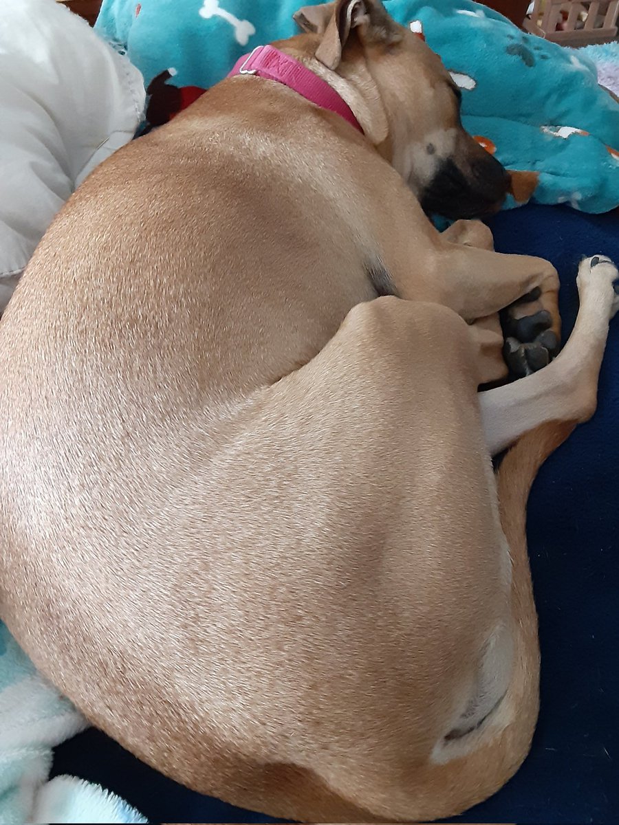 Mercury The Seizure Alert Dog tweet media