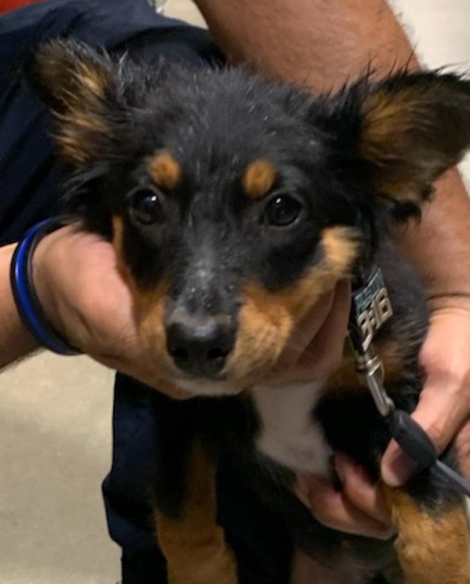 Springfdtx's tweet photo. This cute girl was found near Winship Elementary and brought to Spring Fire Station 74 for a microchip check. She was wearing a collar without an I.D and is not chipped.
#lostdog #lostdogsofinstagram #lostdogs #springtx https://t.co/d7GJOVebZl