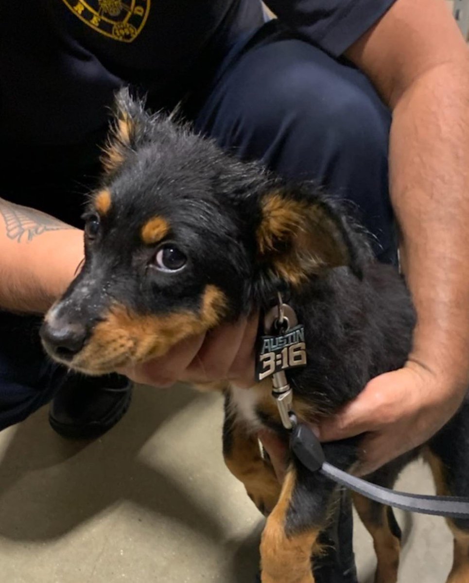 Springfdtx's tweet photo. This cute girl was found near Winship Elementary and brought to Spring Fire Station 74 for a microchip check. She was wearing a collar without an I.D and is not chipped.
#lostdog #lostdogsofinstagram #lostdogs #springtx https://t.co/d7GJOVebZl