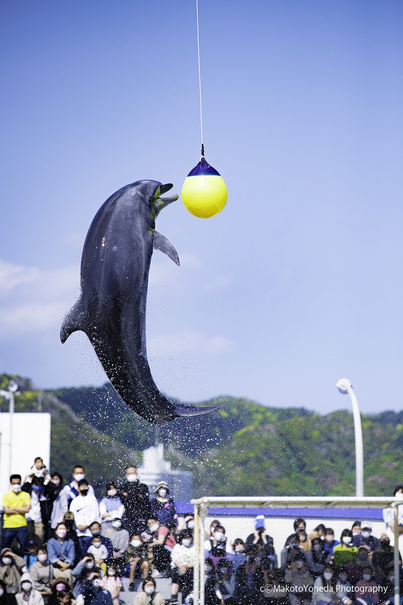 aneku2010's tweet photo. 行くの諦めたくなるほど渋滞酷かったけど、娘も喜んでくれたし、何とか辿り付けて良かった(*^^*)

#鴨川シーワールド #イルカ  #Nikon https://t.co/tUarN7I1Ms