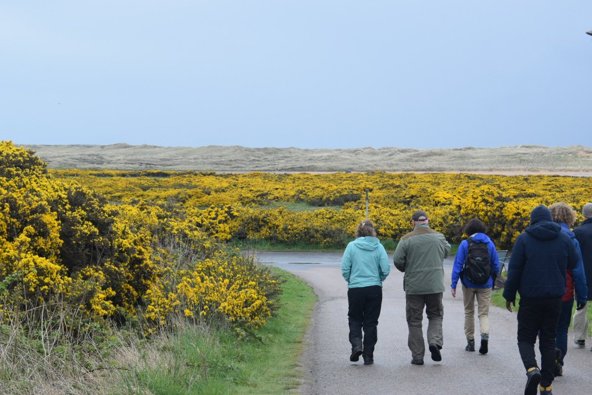 HydroScholars's tweet photo. We got the chance to meet the seals at #Forvie Natural Reserve and contemplate the breeding colonies of #eiders and #terns, while surrounded by yellow fields of #gorse https://t.co/d6CwNZvr7U