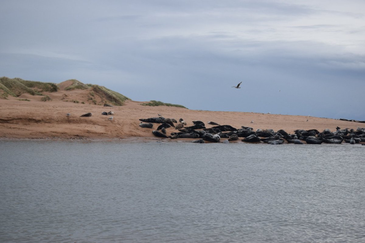 HydroScholars's tweet photo. We got the chance to meet the seals at #Forvie Natural Reserve and contemplate the breeding colonies of #eiders and #terns, while surrounded by yellow fields of #gorse https://t.co/d6CwNZvr7U
