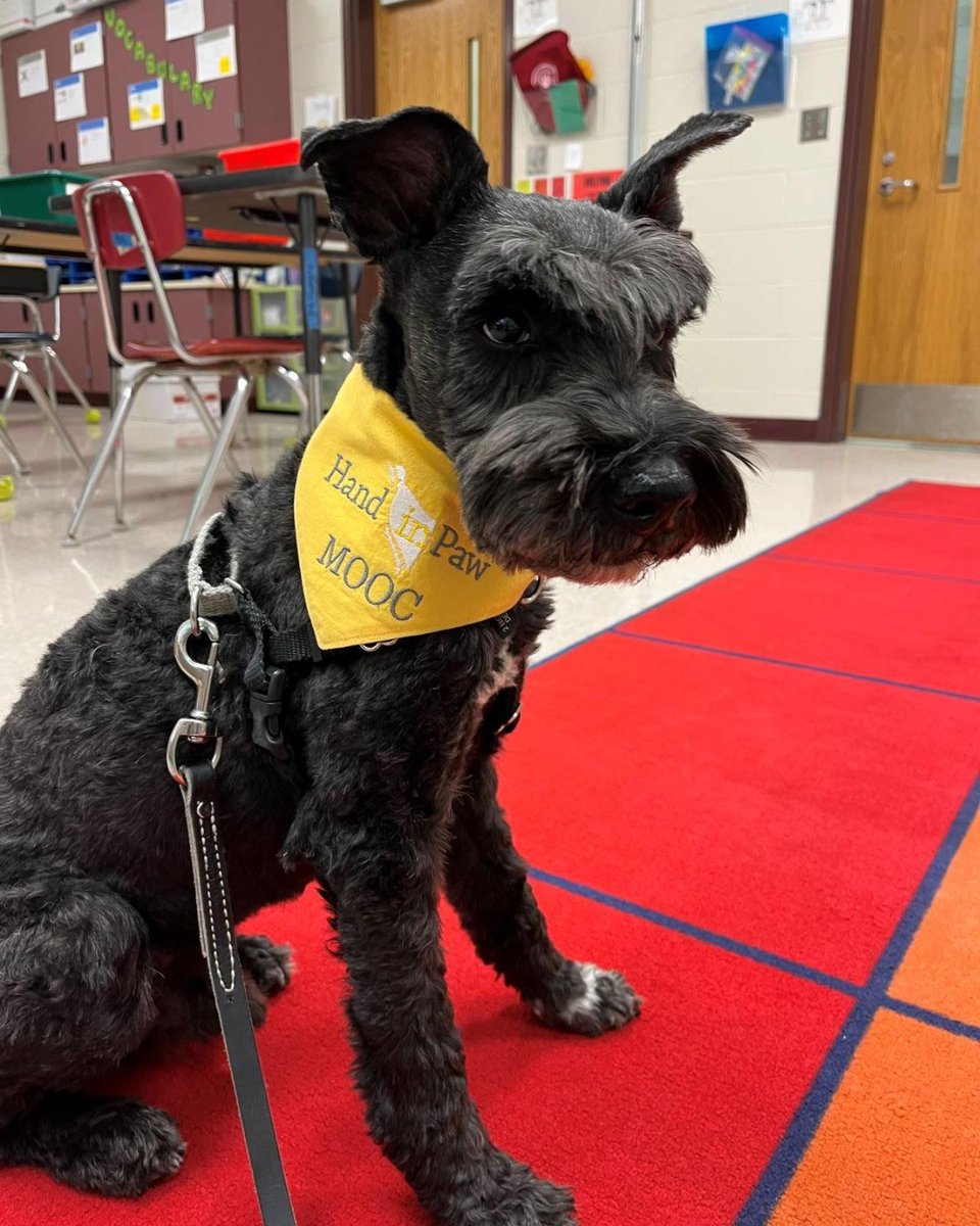 HandinPawAL's tweet photo. Guess who is back to visiting in-person at Greystone Elementary?! It's Mooc!!! π Mooc loves listening to his buddies read and improve their literacy skills!
#handinpaw #sitstayread #animalassistededucation #readingbuddy #readingisfun https://t.co/ZVIBrMEzSx
