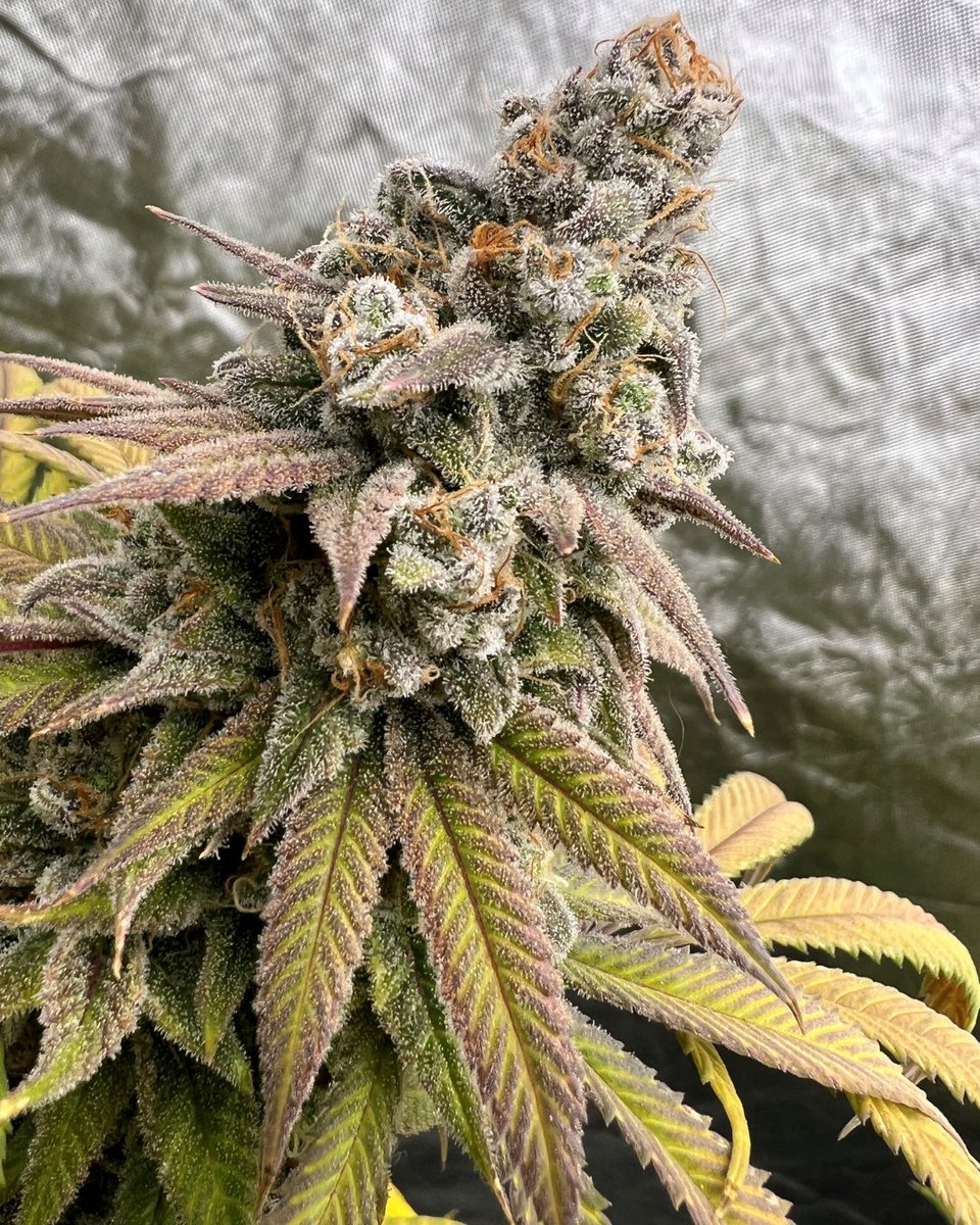 M_Seeds_nl's tweet photo. Blueberry

Has been a growers favourite constantly for over 40yrs and you can see why 😍What you can't see is ruity smell and taste and uplifting effects. 

📸by one of our followers who'd prefer to remain anonymous

#msnl #blueberrystrain #trichomes #resinous #fruitypheno https://t.co/SwUyjcRERT