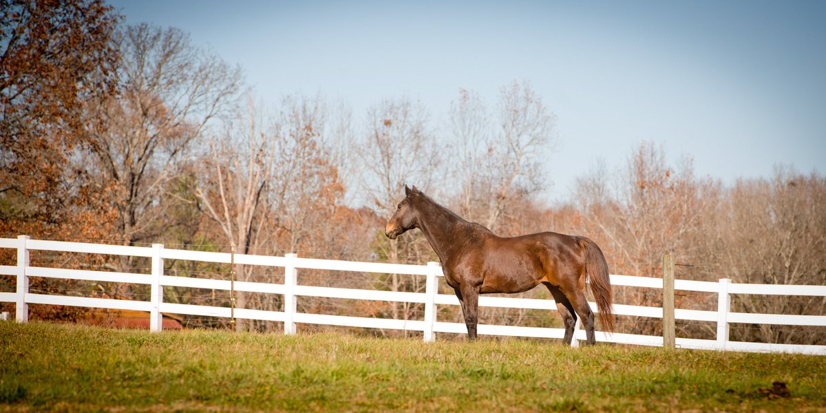 ReneEarnhardt's tweet photo. #KentuckyDerby weekend! Proud to have the 28 yr old OWN son of First Down Dash in our family- Mighty Passer! Isn’t he handsome? If Kayla saddled him up today, he would be a fire-breathing dragon pawing &amp; ready to run barrels!!! 💗  

This is his Daddy👇 
https://t.co/AUeXufF3NZ https://t.co/uj8GRsHq6M