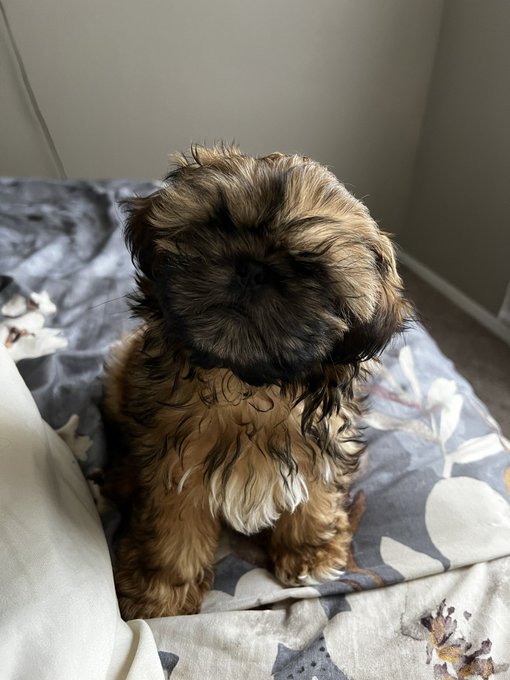 Lennard loves Fridays! #shihtzu #puppy #puppies #dog #AmberHeardlsALiar #puppylove #buythedip https://t<a href="/tag/shihtzu"class="tags">#shihtzu</a><a href="/tag/puppy"class="tags">#puppy</a><a href="/tag/puppies"class="tags">#puppies</a><a href="/tag/dog"class="tags"><span>#dog</span></a><a href="/tag/puppylove"class="tags"><span>#puppylove</span></a><a href="/tag/buythedip"class="tags"><span>#buythedip</span></a><a href="/tag/amberheardlsaliar"class="tags"><span>#amberheardlsaliar</span></a>
