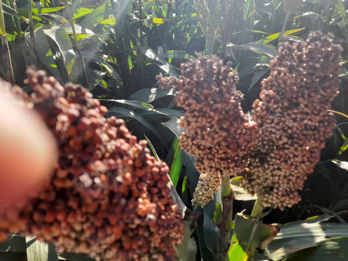 YalfinSA's tweet photo. 🌾Sorgo Doble Propósito: TOB 72 de @TobinSemillas 
Destacada tolerancia al pulgón amarillo de la caña de azúcar. Conocé la eficacia de la tecnología S- Protect‼️⛔️🪲
📍Quebracho Paysandú 
🗓️Fecha de siembra 15/12
Encontralos en https://t.co/BHHuQitYjh

#Sprotect
#40añosYalfín https://t.co/LKawGwyObe