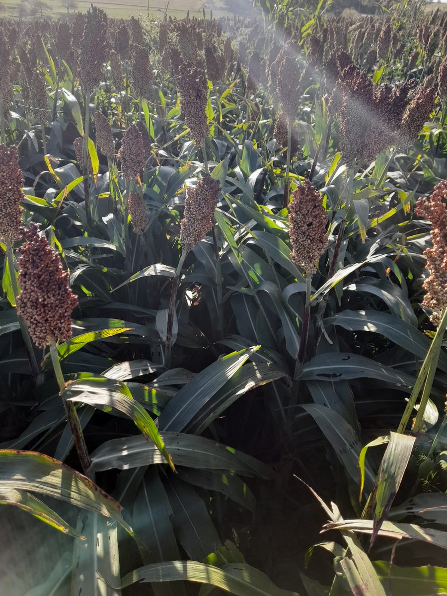 YalfinSA's tweet photo. 🌾Sorgo Doble Propósito: TOB 72 de @TobinSemillas 
Destacada tolerancia al pulgón amarillo de la caña de azúcar. Conocé la eficacia de la tecnología S- Protect‼️⛔️🪲
📍Quebracho Paysandú 
🗓️Fecha de siembra 15/12
Encontralos en https://t.co/BHHuQitYjh

#Sprotect
#40añosYalfín https://t.co/LKawGwyObe