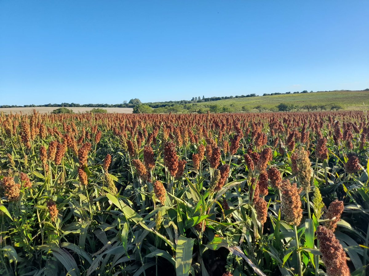 YalfinSA's tweet photo. 🌾Sorgo Doble Propósito: TOB 72 de @TobinSemillas 
Destacada tolerancia al pulgón amarillo de la caña de azúcar. Conocé la eficacia de la tecnología S- Protect‼️⛔️🪲
📍Quebracho Paysandú 
🗓️Fecha de siembra 15/12
Encontralos en https://t.co/BHHuQitYjh

#Sprotect
#40añosYalfín https://t.co/LKawGwyObe